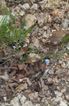 Prairie blue-eyed grass